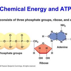 Atp the free energy carrier pogil