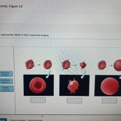 Art labeling activity figure 18.5 e