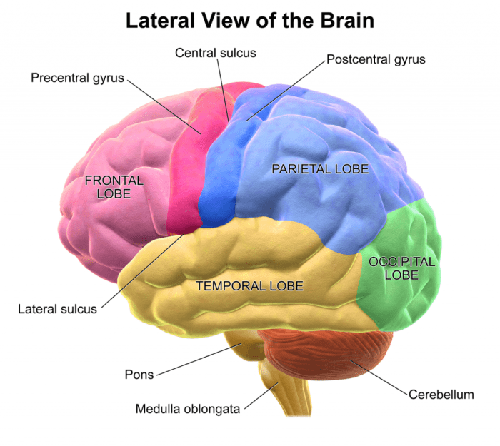 Temporal lobe location anatomy epilepsy figure function coronal section through