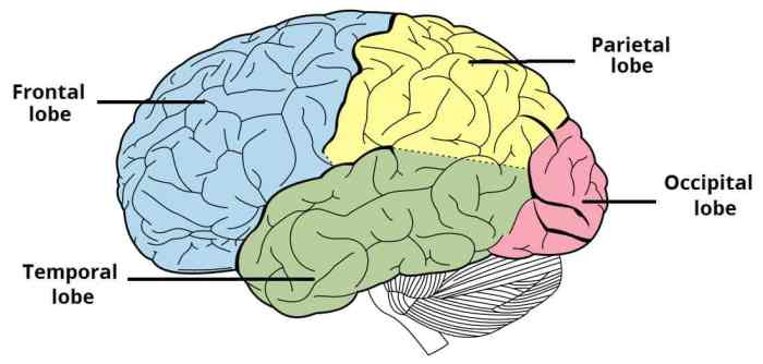 Brain lobes lobe cerebrum occipital frontal human memory where working part largest cortex lob cerebral function lateral blindsight insular battle