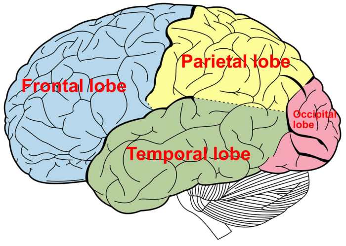 Section of the brain crossword clue