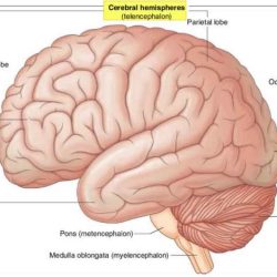 Lobes frontal occipital lobe brain cortex temporal cerebral anatomy parietal