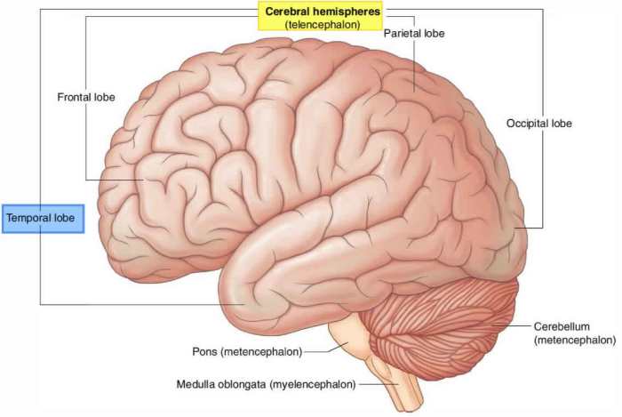 Lobes frontal occipital lobe brain cortex temporal cerebral anatomy parietal