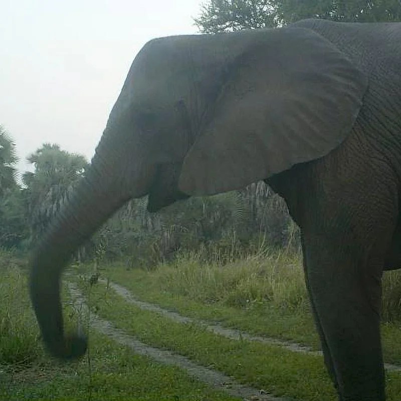 Analyzing data on tuskless elephants answer key