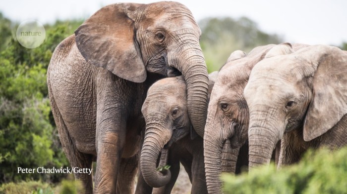 Analyzing data on tuskless elephants answer key